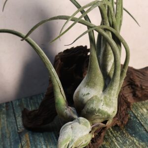 Tillandsia seleriana specimen with pups