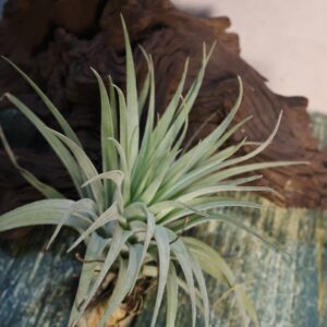 Tillandsia Singapore Sling
