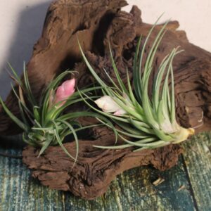 Tillandsia stricta Hard Leaf