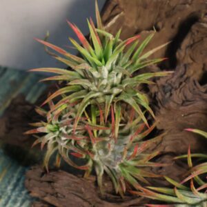 Tillandsia ionantha Upright form clumps