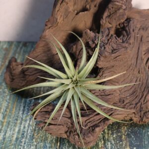 Tillandsia vernicosa miniature