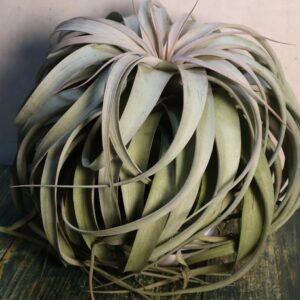 Tillandsia xerographica specimen plants