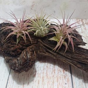 Tillandsia ionantha Pink
