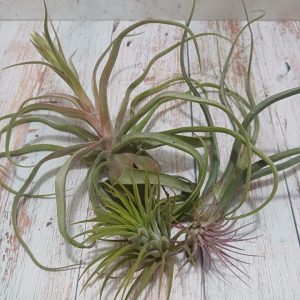 June Airplant Combo: Big & Pink