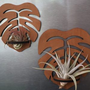 Magnet Plant displays