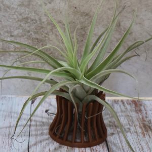 Plant Stand