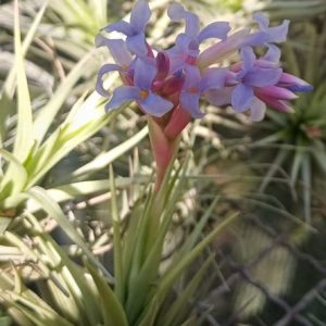 Tillandsia tenuifolia Rosetada
