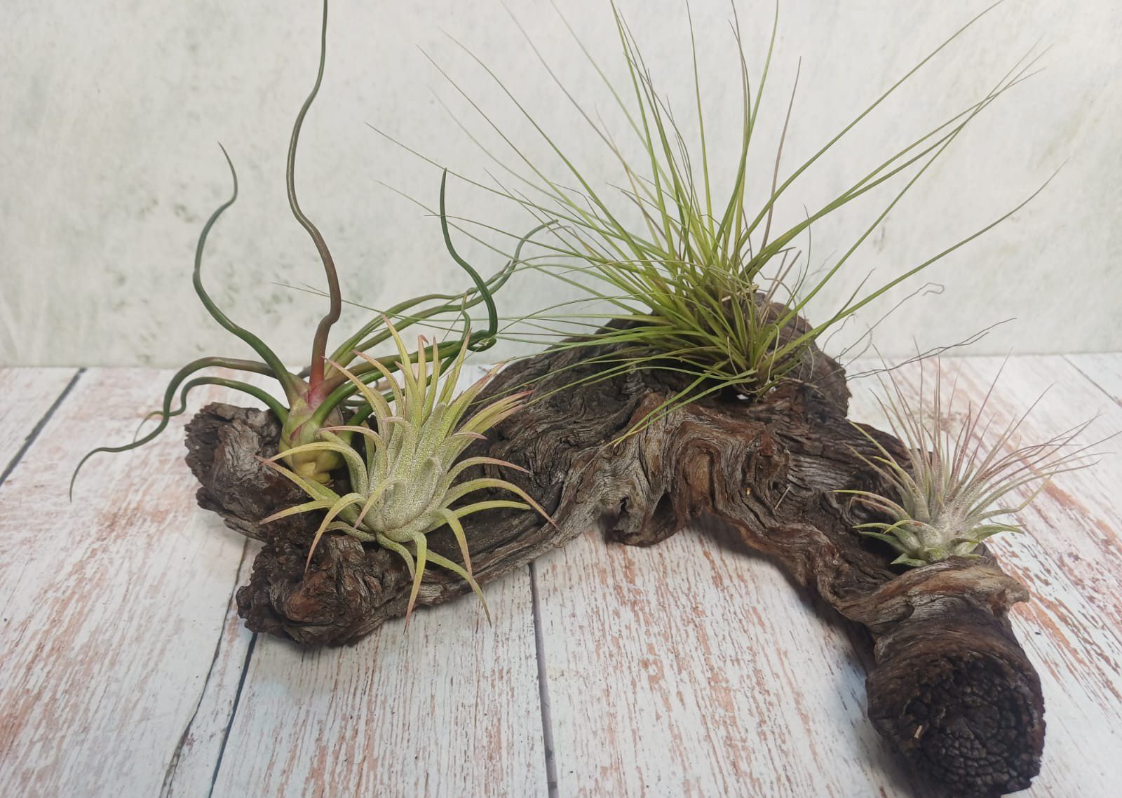 Airplant Wood Creative Combo - Image 4