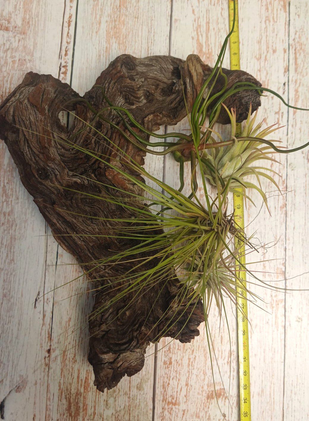 Airplant Wood Creative Combo - Image 3
