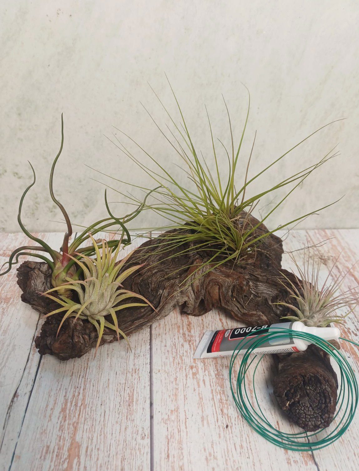 Airplant Wood Creative Combo - Image 2