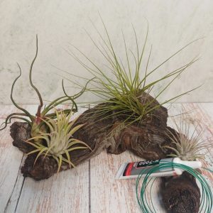Airplant Wood Creative Combo