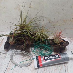 Airplant Wood Creative Combo