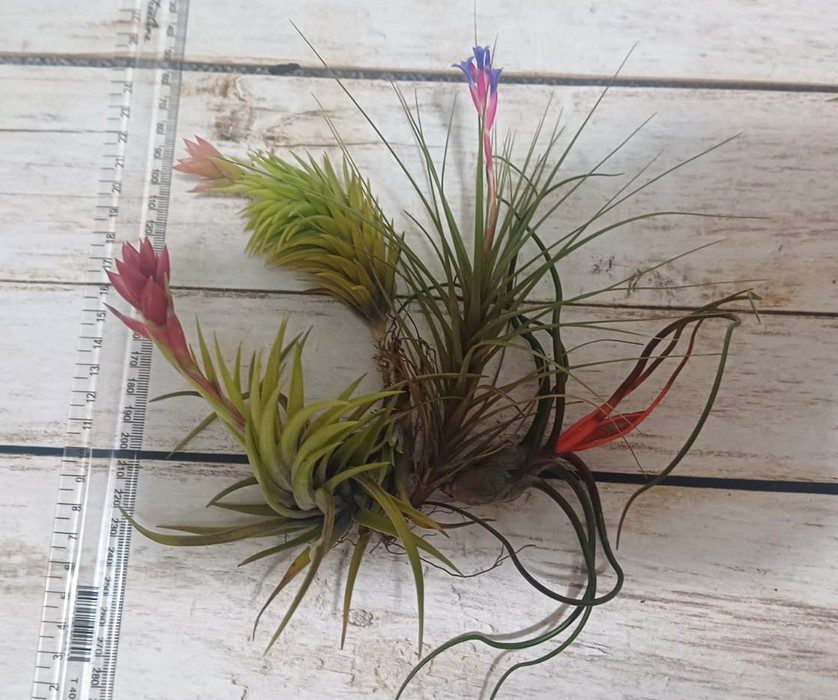 Blooming July Combo - Image 2