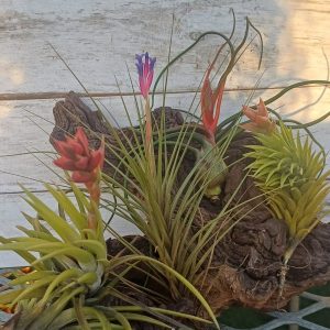 Blooming July Combo