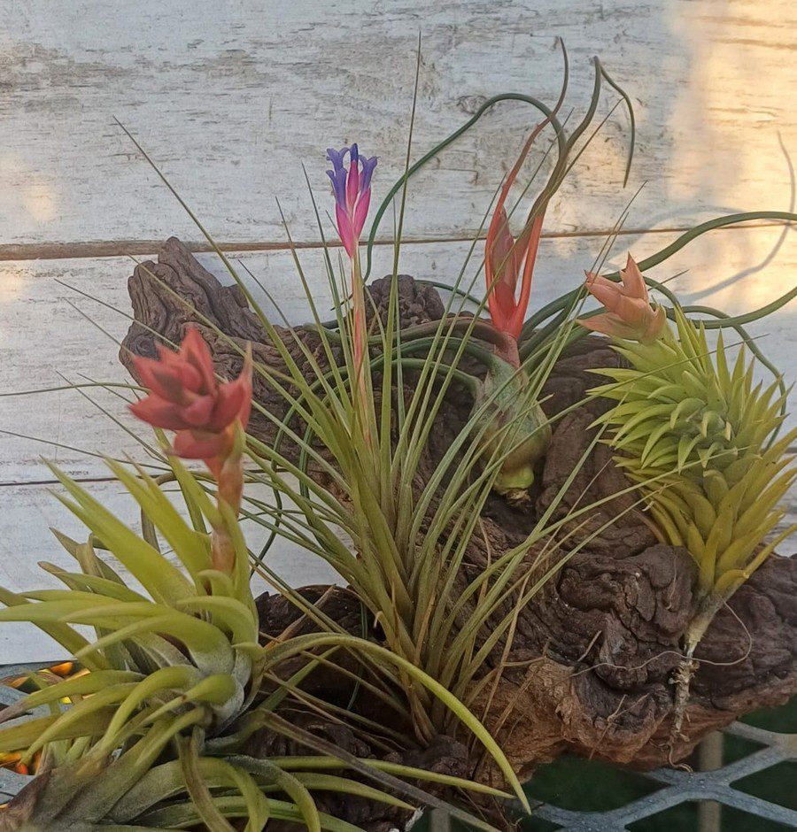 Blooming July Combo