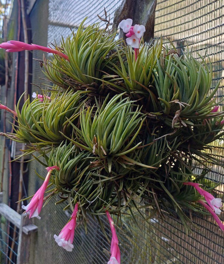T tenuifolia var saxicola - Image 2