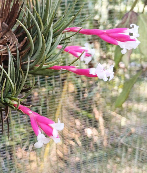 T tenuifolia var saxicola - Image 3