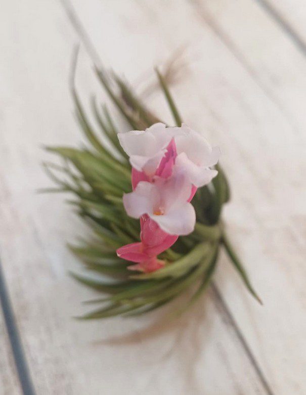 T tenuifolia var saxicola