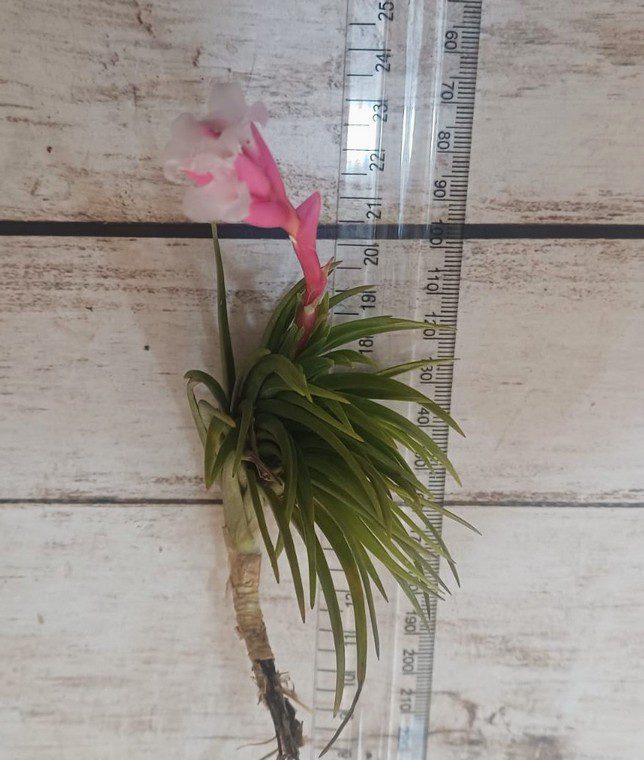 T tenuifolia var saxicola - Image 5