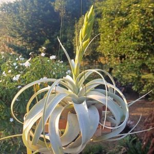 Blooming T xerographica