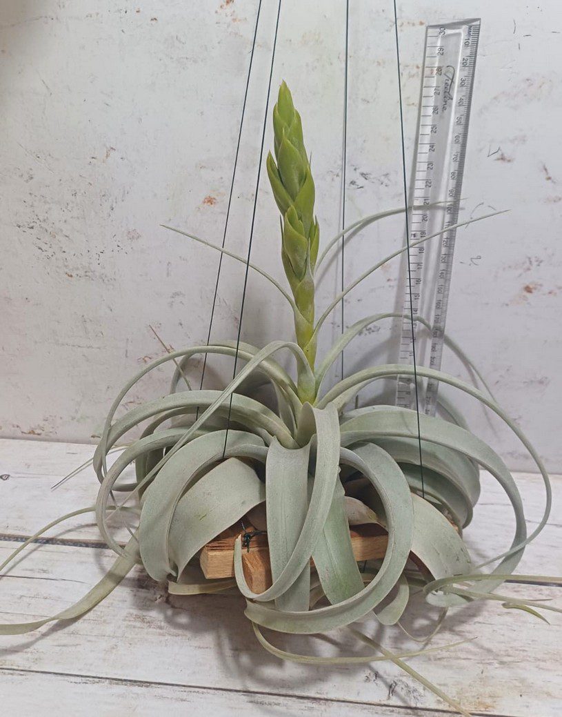 Blooming T xerographica - Image 2
