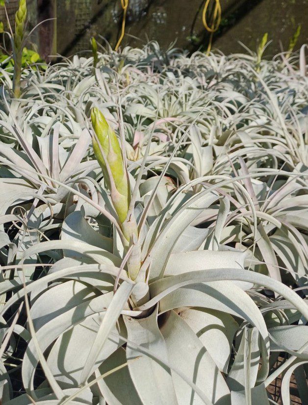 Blooming T xerographica - Image 3