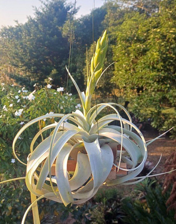 Blooming T xerographica