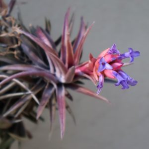 T neglecta Red