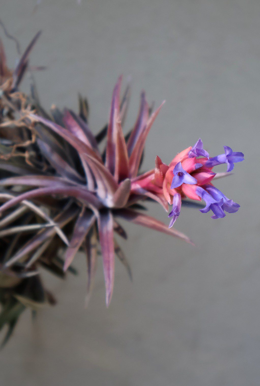 T neglecta Red