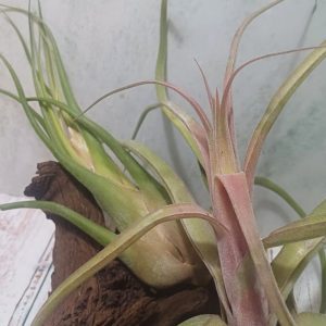 Bulbous Buds Combo