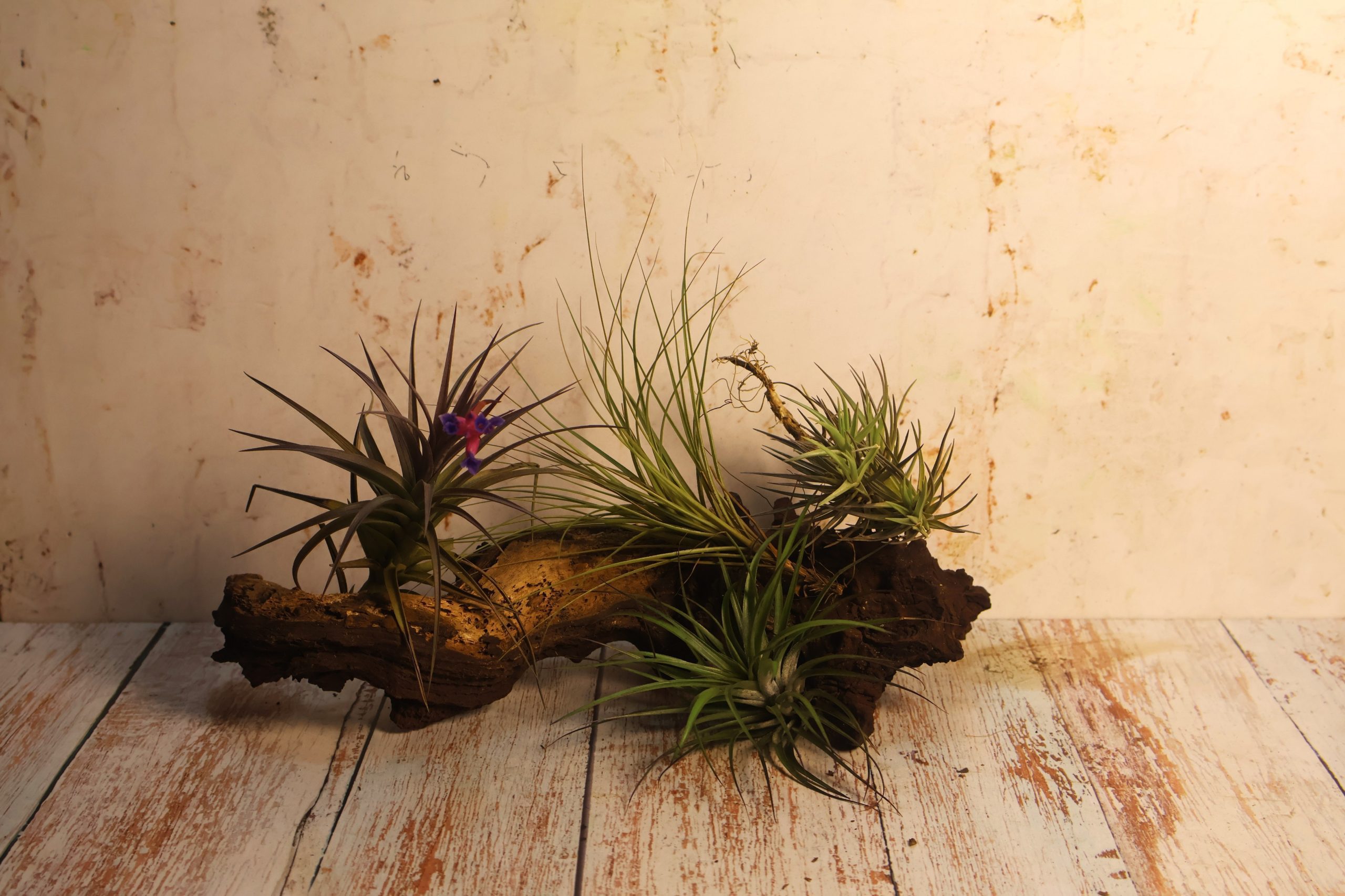 Easy Blooming Combo - Image 2