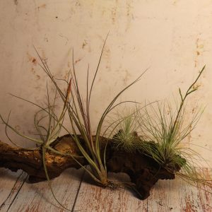 October combo: Fine leaves