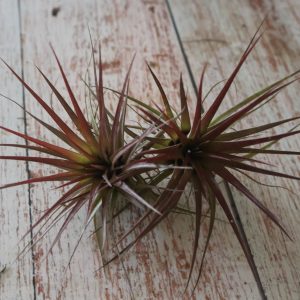 Tillandsia ionantha x fasciculata