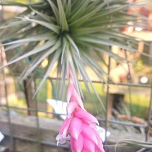 Tillandsia stricta Hybrid