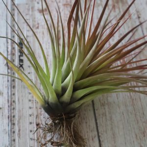 Tillandsia tricolor seedling
