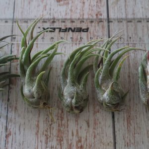 Tillandsia pruinosa Large
