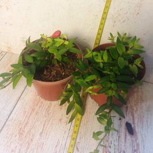 Aeschynanthus japhrolepis